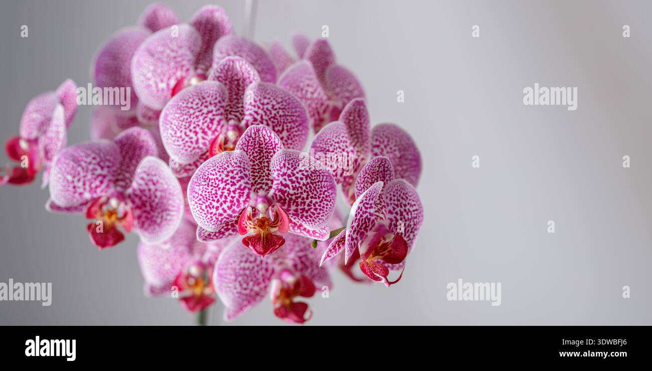 Blühende üppige seltene Orchidee mit gefleckten Blüten heißt phalaenopsis Leopard Prince. Haus- und Gartenblumen. Heller Hintergrund mit Kopierraum Stockfoto