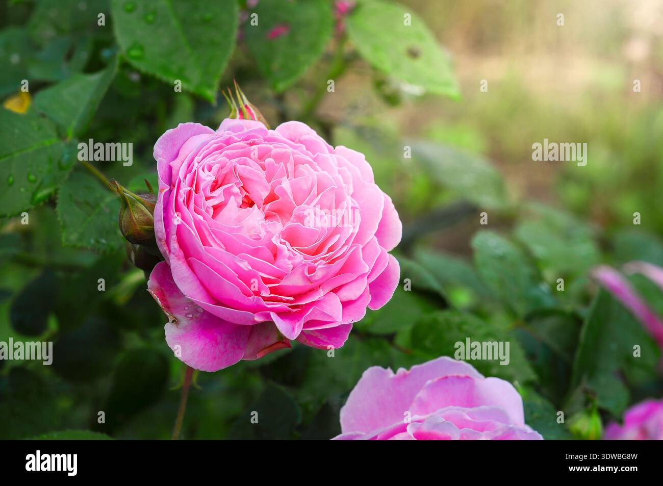 Eine wunderschöne rosafarbene Rose blüht in sanftem Sonnenlicht, ihre Blüten glitzern mit Morgentau, umgeben von üppigem Grün Stockfoto