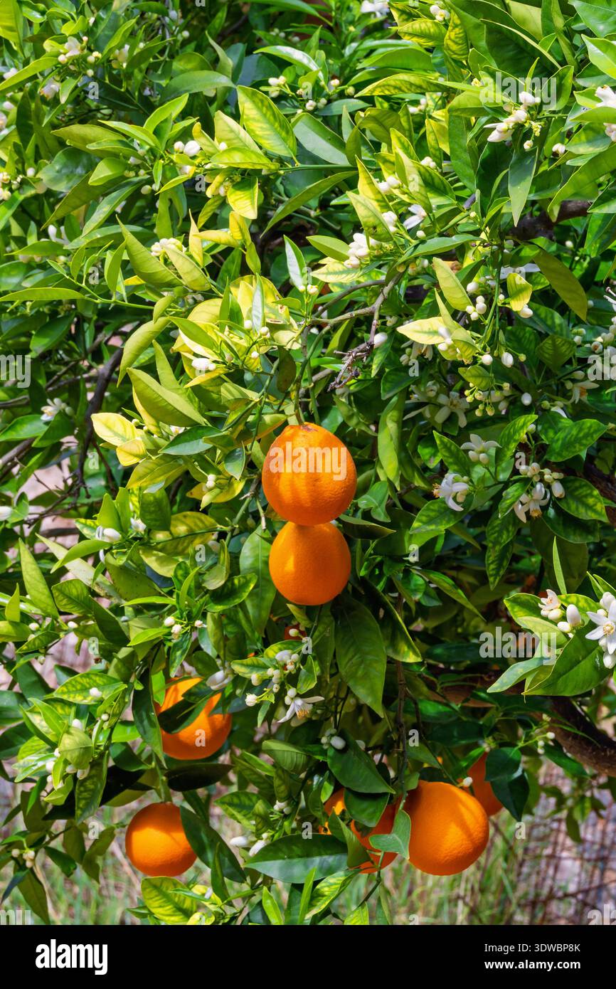 Reifen Sie Orangenfrüchte auf einem üppig grünen Baum mit Blumen in einem Garten Stockfoto