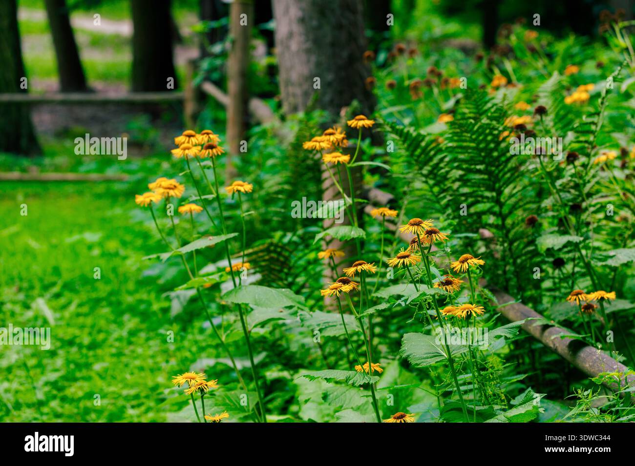 Ein sonnendurchfluteter Waldboden zeigt eine Ansammlung von leuchtend gelben Wildblumen, umgeben von grünen Farnen und hohen Bäumen Stockfoto