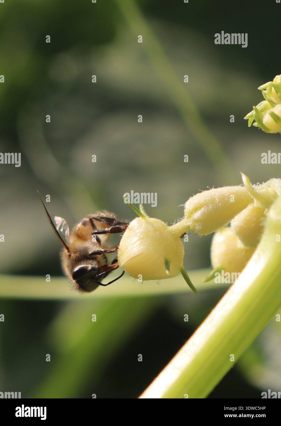 Eine Biene auf einer weiblichen Chayote-Blume Stockfoto