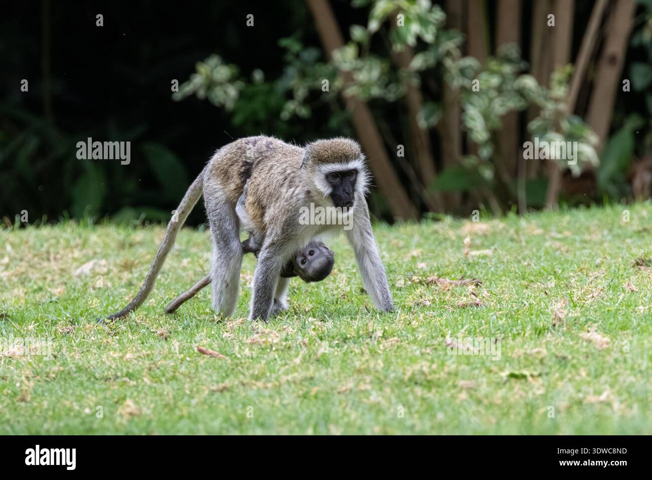 Vervet Affe, Chlorocebus pygerythrus mit Baby, Kenia, Afrika Stockfoto