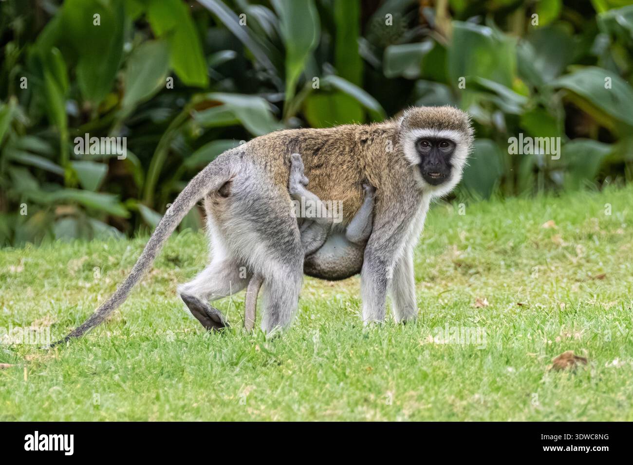 Vervet Affe, Chlorocebus pygerythrus mit Baby, Kenia, Afrika Stockfoto
