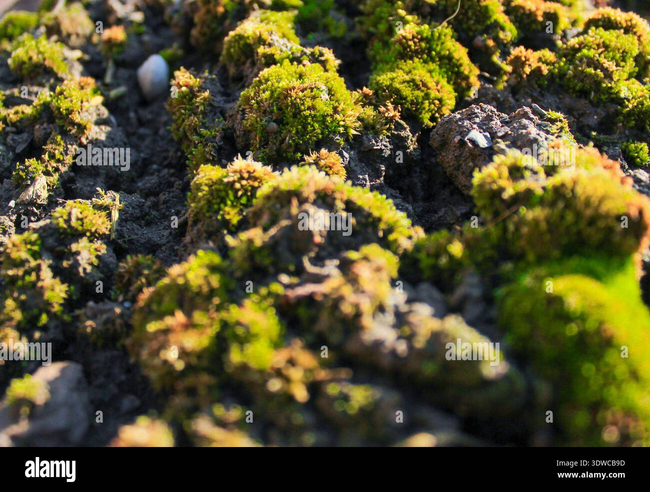 Nahaufnahme wunderschönes, hellgrünes Moos, das auf dem Boden aufgewachsen ist. Stockfoto