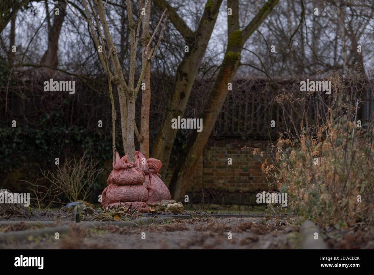 Sandsäcke schützen die Baumbasis im Garten während der kalten Jahreszeit Stockfoto