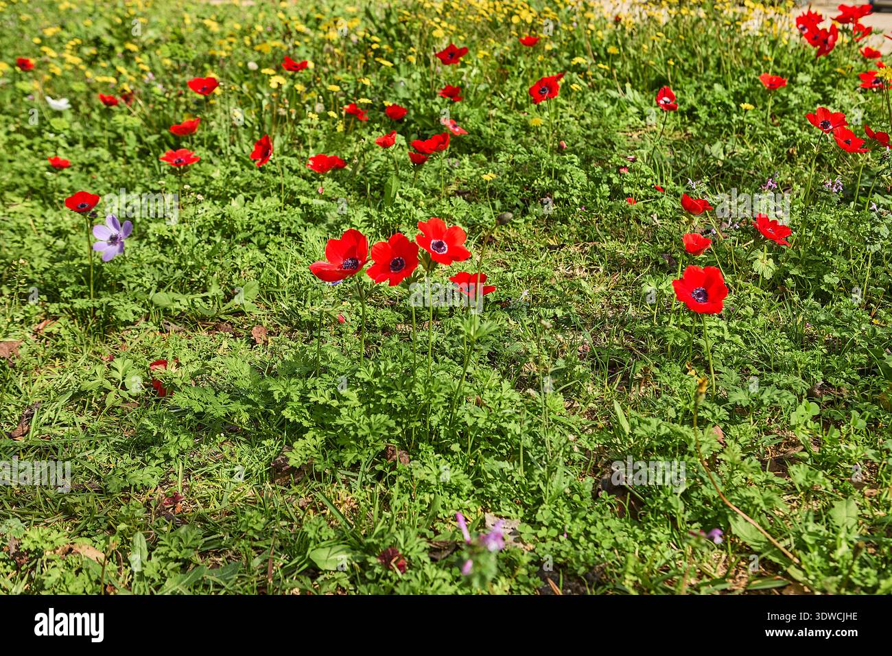 Leuchtende rote Anemonenblüten blühen auf einer üppig grünen Wiese mit verstreuten lila und gelben Wildblumen unter hellem Sonnenlicht Stockfoto