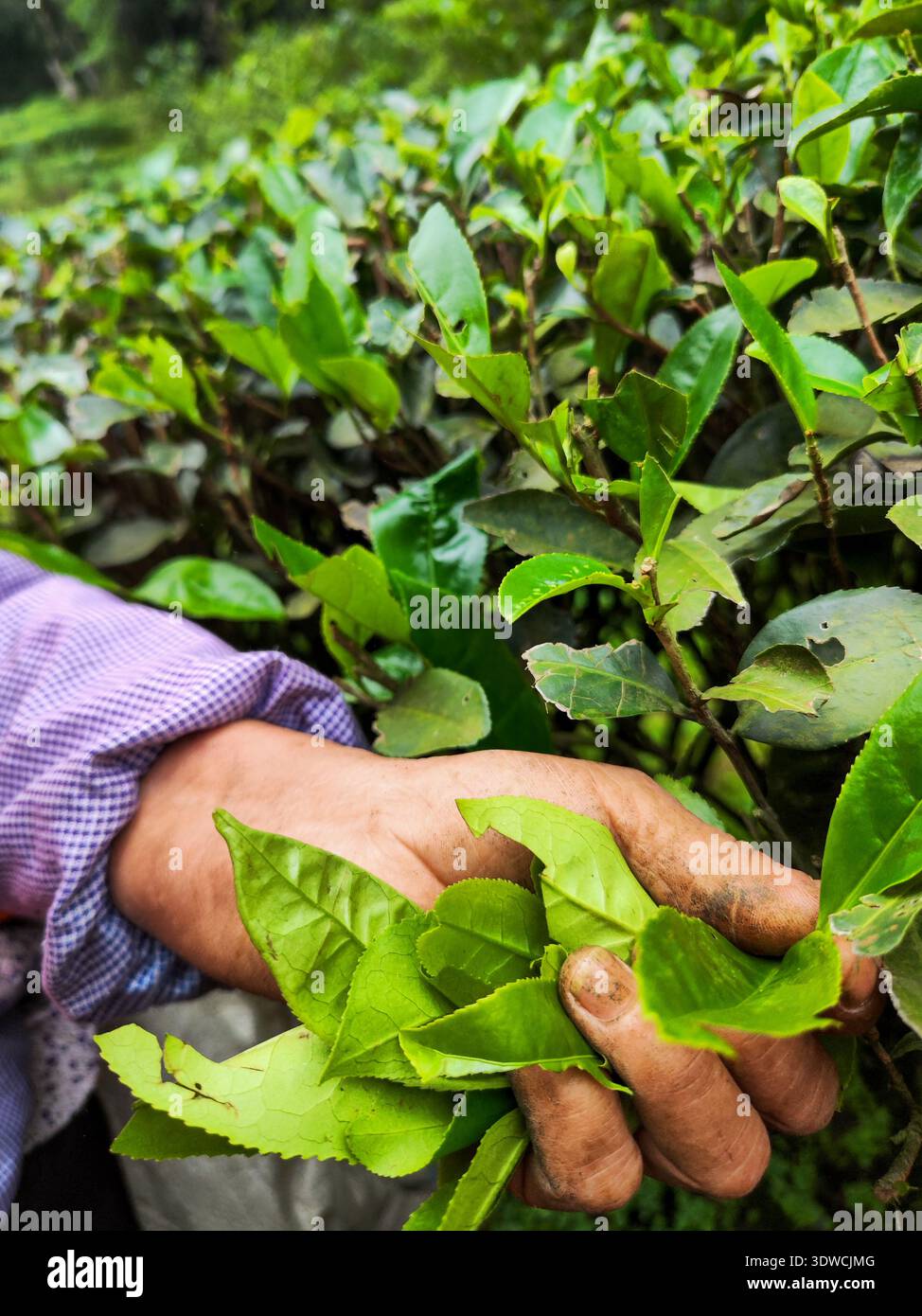 Nanping, Provinz Fujian, China - 7. Mai 2023: Eine Nahaufnahme zeigt die Hand eines Teepflückers, der frische, junge grüne Teeblätter in einem Wuyishan-Teega sammelt Stockfoto