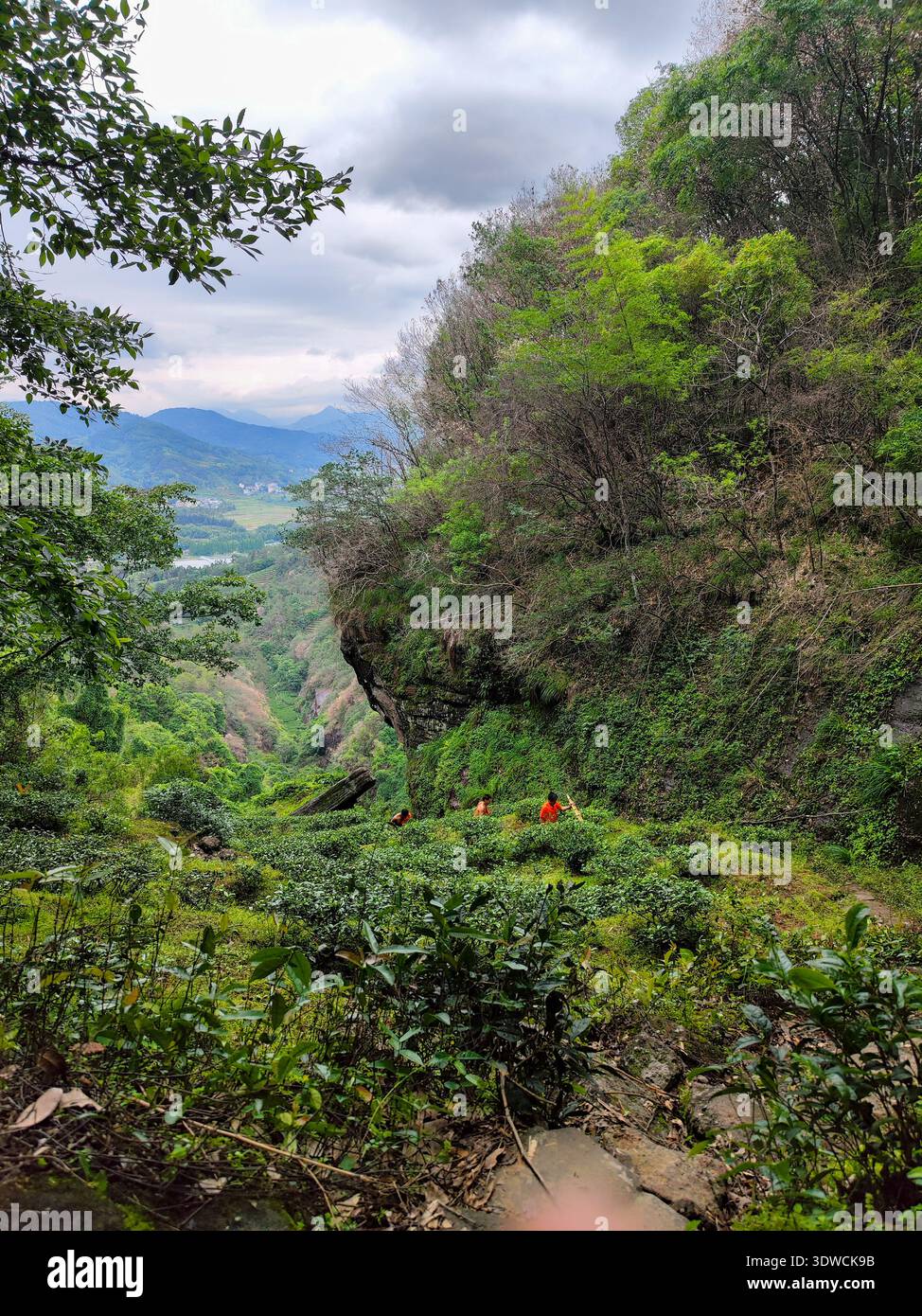 Nanping, Provinz Fujian, China - 07. Mai 2023: Blick vom Rand einer Teeplantage über die Terrassenfelder in Richtung nebeliger Berge A Stockfoto