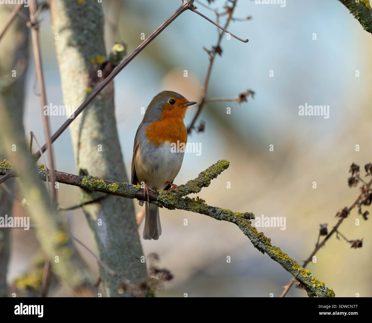 Porträt eines Rotkehlchens im Frühjahr 2026 - Gartenvögel im Frühling Stockfoto