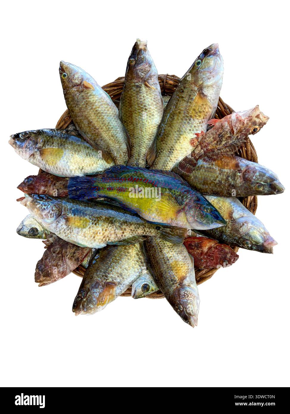 Eine Vielzahl von frischen Fischen, einschließlich Kletterbarsch (auch bekannt als Koi oder Kawoi Fisch), in einem Korb angeordnet, isoliert auf weiß. Stockfoto