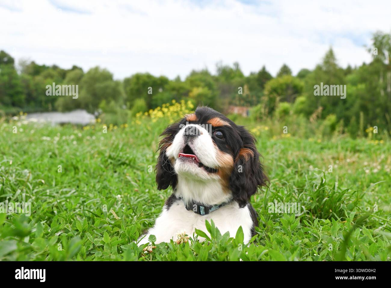 Der charmante Kavalier Charles King Spaniel Hündchen spaziert im Sommer im Park auf grünem Gras Stockfoto