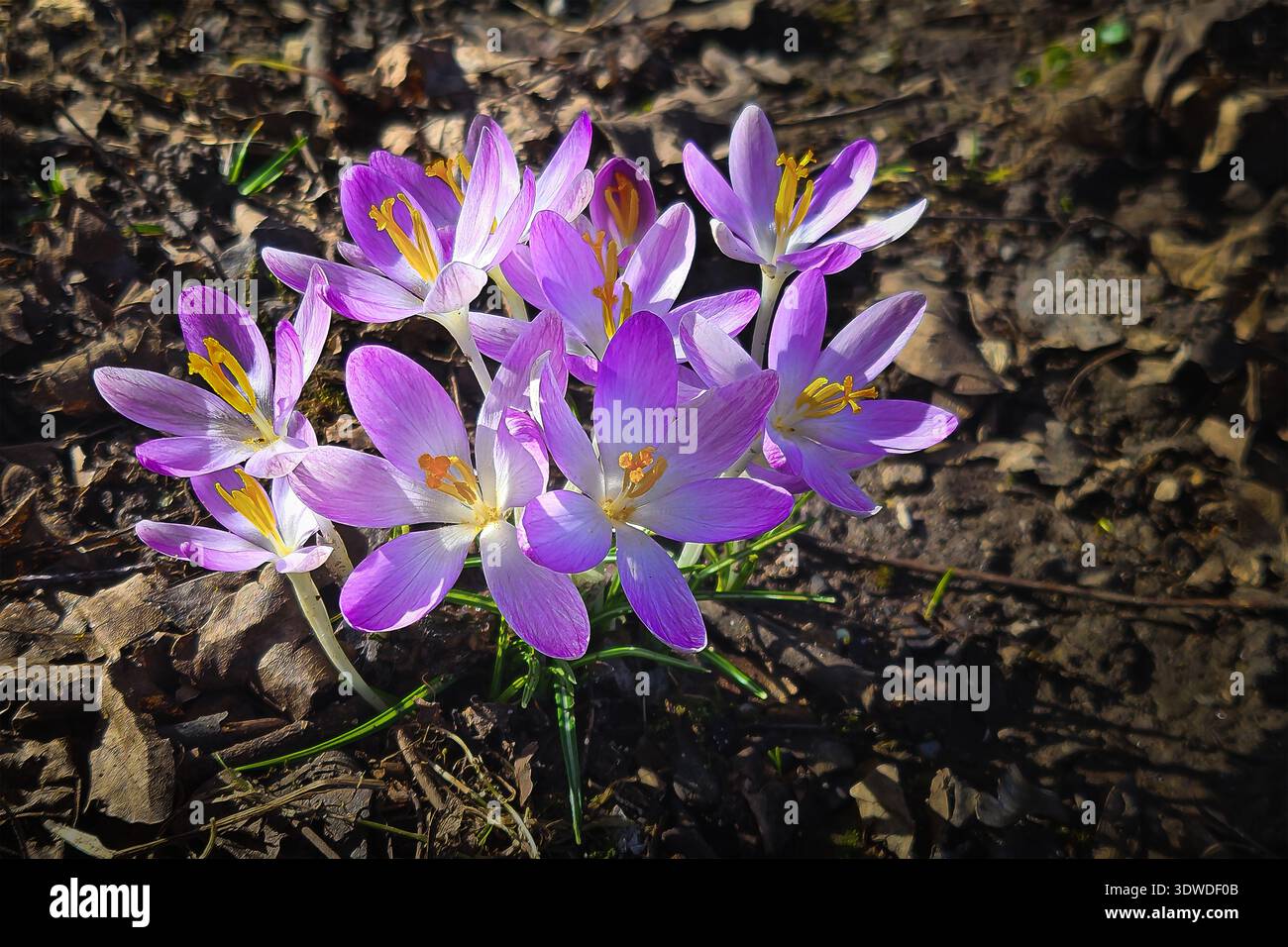 Krokusse im Frühjahrs - der erste Farbanstrich der Natur Stockfoto