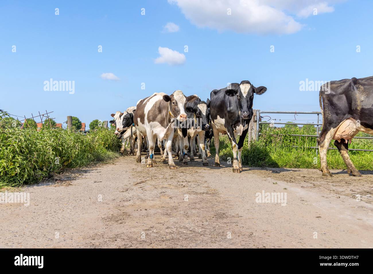Gruppen von Kühen, die auf und entgegenkommen, eine Herde auf einem Weg zum Melkroboter unter blauem Himmel Stockfoto