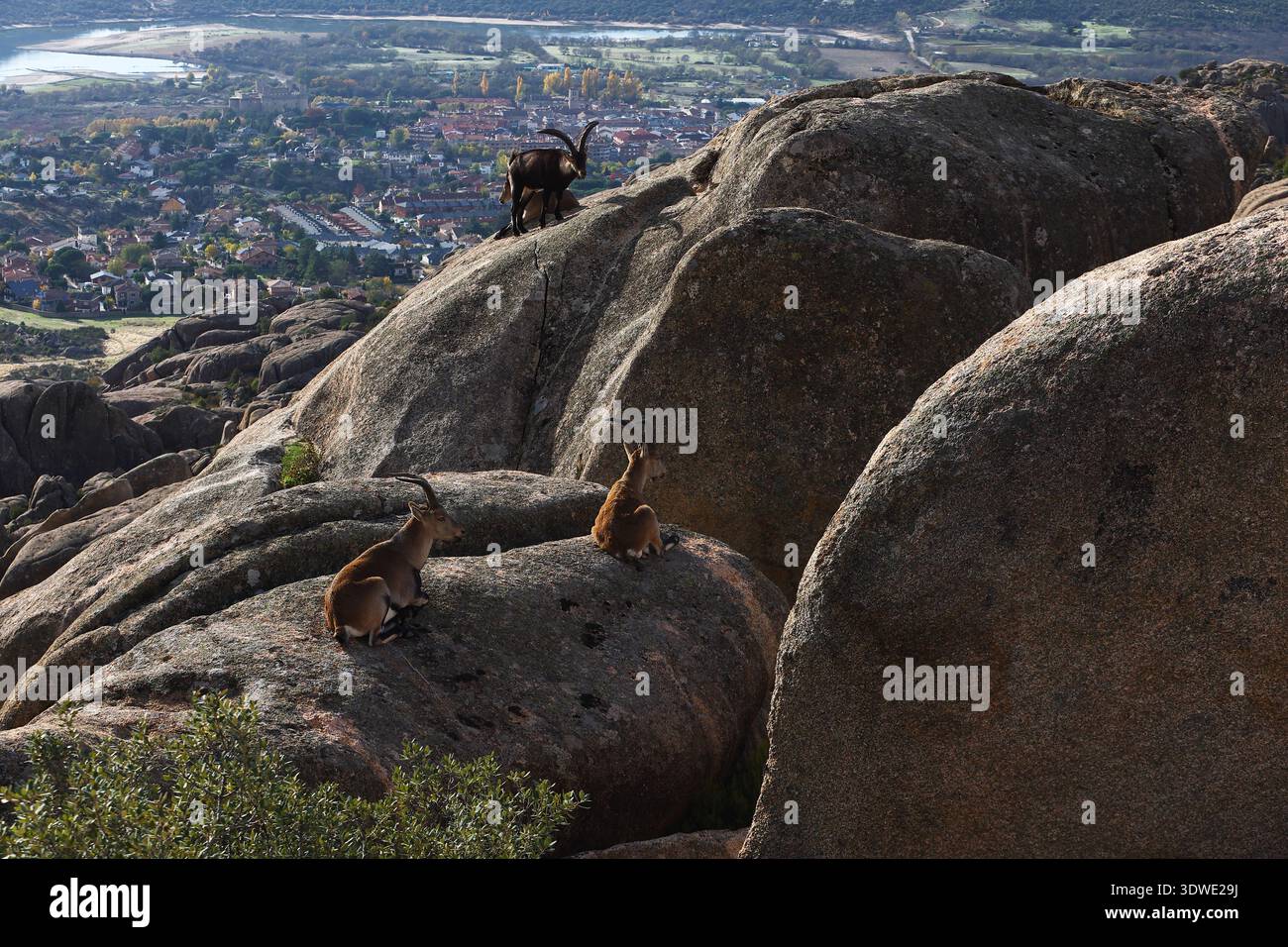 Iberische Steinböcke ruhen auf felsigen Höhen des Guadarrama-Nationalparks mit Blick auf entfernte Täler. Die wilde Landschaft und die ruhenden Ziegen bilden eine ruhige Natur Stockfoto