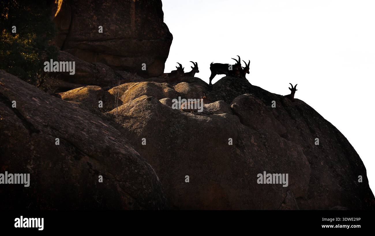 Eine Gruppe iberischer Steinböcke, auch Bergziegen genannt, durchstreift anmutig das zerklüftete Gelände des Guadarrama-Nationalparks und zeigt die Schönheit wilder Tiere Stockfoto