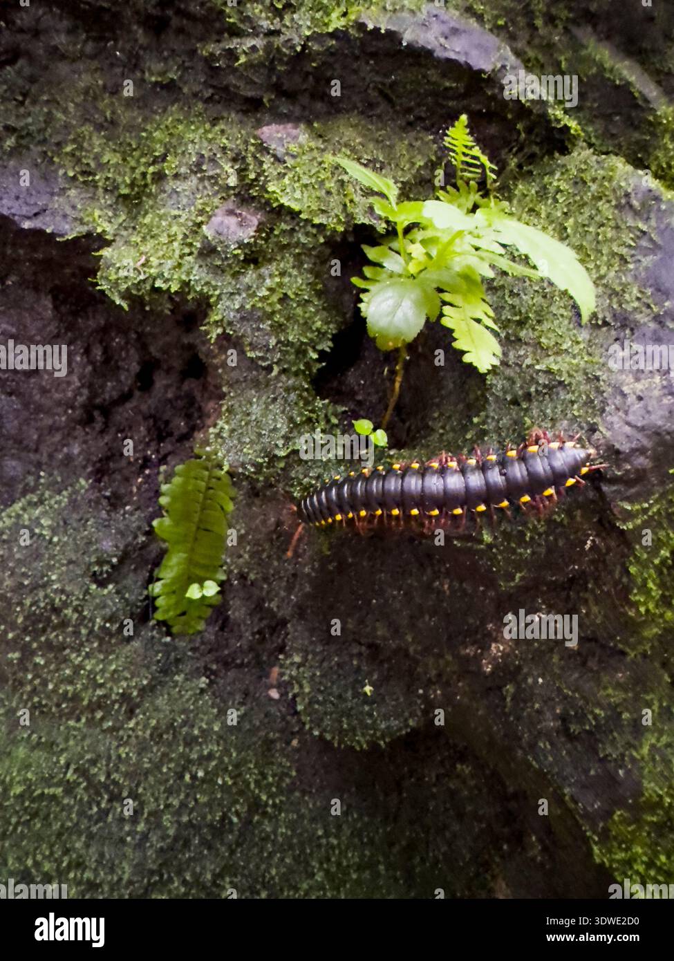 Ein bunter Tausendfüßler krabbelt auf einem moosbedeckten Felsen, umgeben von üppig grünem Laub im tropischen Regenwald von Panama, und zeigt die Rik der Region Stockfoto