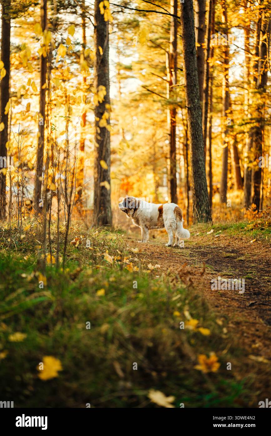 Ein majestätischer Bernhardiner steht in einem sonnendurchfluteten Herbstwald, umgeben von goldenen Blättern und hohen Bäumen. Die beschauliche Szene fängt das Wesen eines P ein Stockfoto