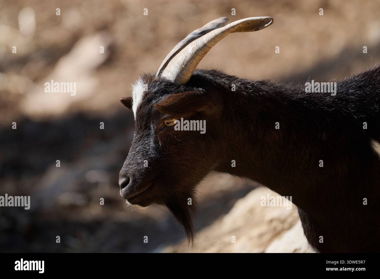 Eine majestätische braune und schwarze Ziege mit einem markanten weißen Streifen auf der Stirn steht in einem Naturschutzgebiet, das sich harmonisch mit dem Wildtier verbindet Stockfoto
