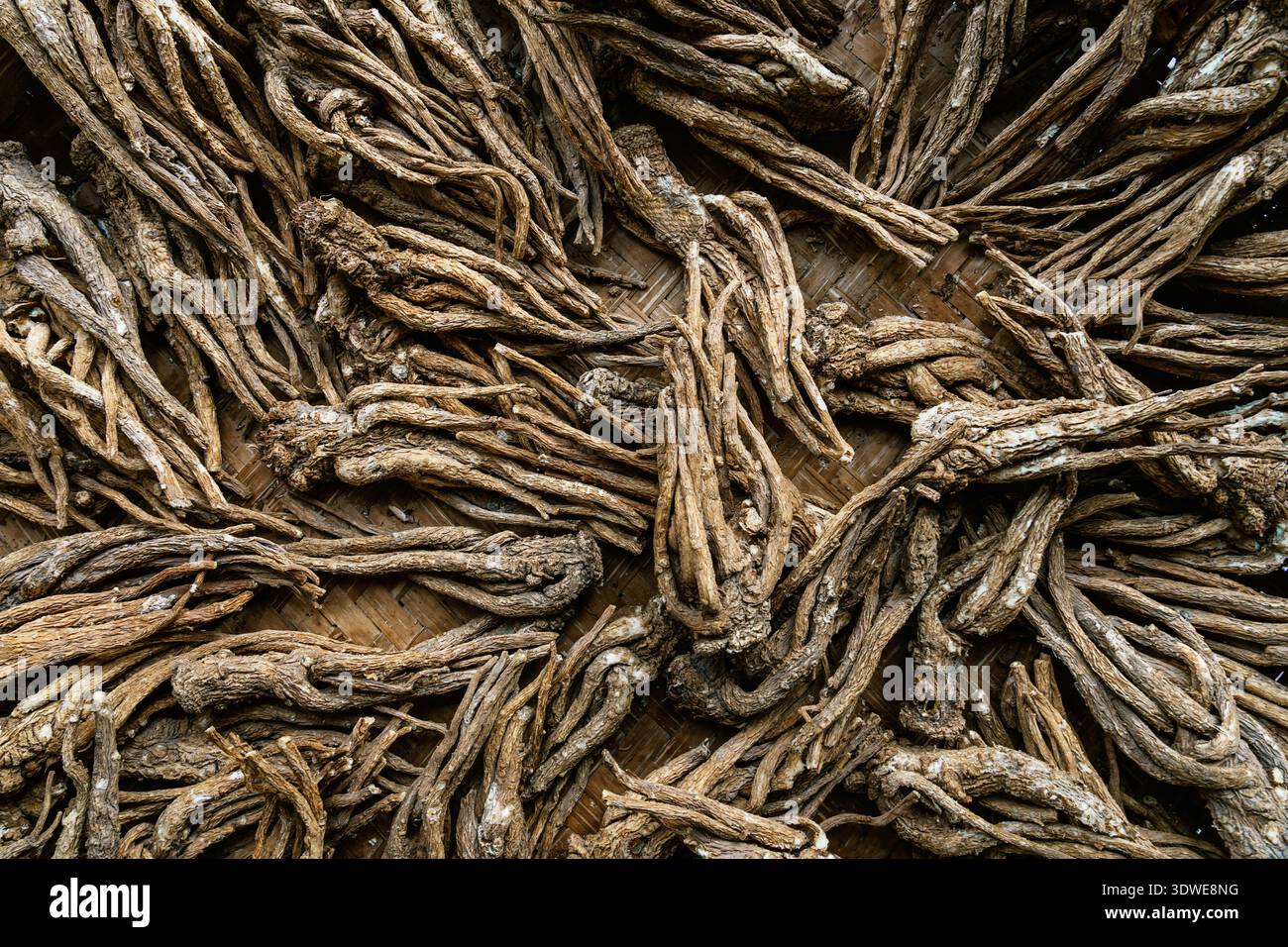 Eine Sammlung getrockneter Kräuterwurzeln, verteilt auf einer traditionellen gewebten Bambusmatte, zeigt natürliche Texturen und Erdtöne, die häufig in asiatischen tr verwendet werden Stockfoto