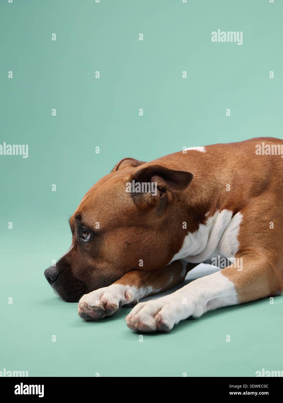 Ein staffordshire-Terrierhund legt sich hin und blickt auf einen blaugrünen Hintergrund. Die Pose fängt einen entspannten und entspannten Moment ein. Stockfoto