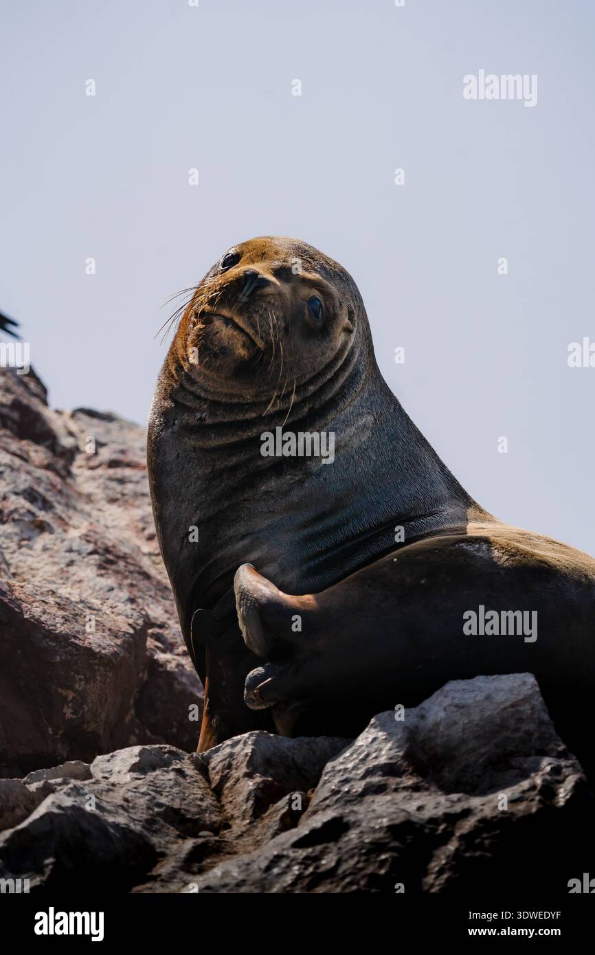 Ein majestätischer Seelöwe ruht an einem felsigen Ufer in Peru, wo er sich unter der Sonne sonnt. Seine kraftvollen Merkmale und das mit einem Whiskyer versehene Gesicht fesseln die Essenz der Meerestiere Stockfoto