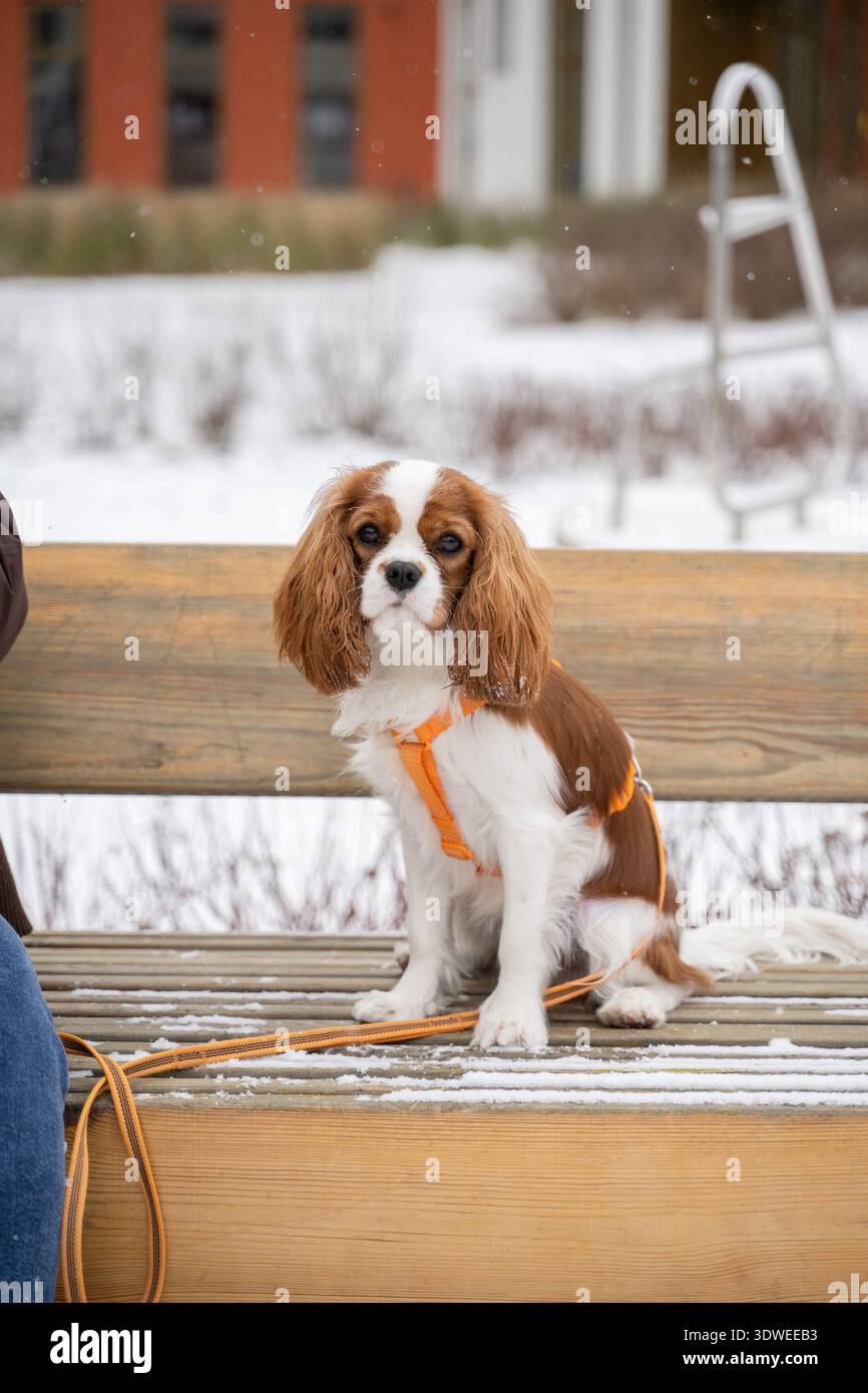 Ein Kavalier-König Charles Spaniel mit Kastanienmantel und weißem Mantel sitzt ruhig auf einer mit Schnee bedeckten Holzbank, mit einem orangen Harness. Der Hintergrund Stockfoto
