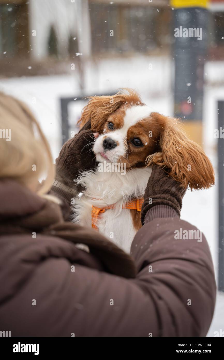 Eine Frau in Winterkleidung hält ihren entzückenden Kavalier King Charles Spaniel und hält einen zarten Moment fest. Die Schneeflocken fallen sanft und verleihen ihnen einen magischen Touch Stockfoto