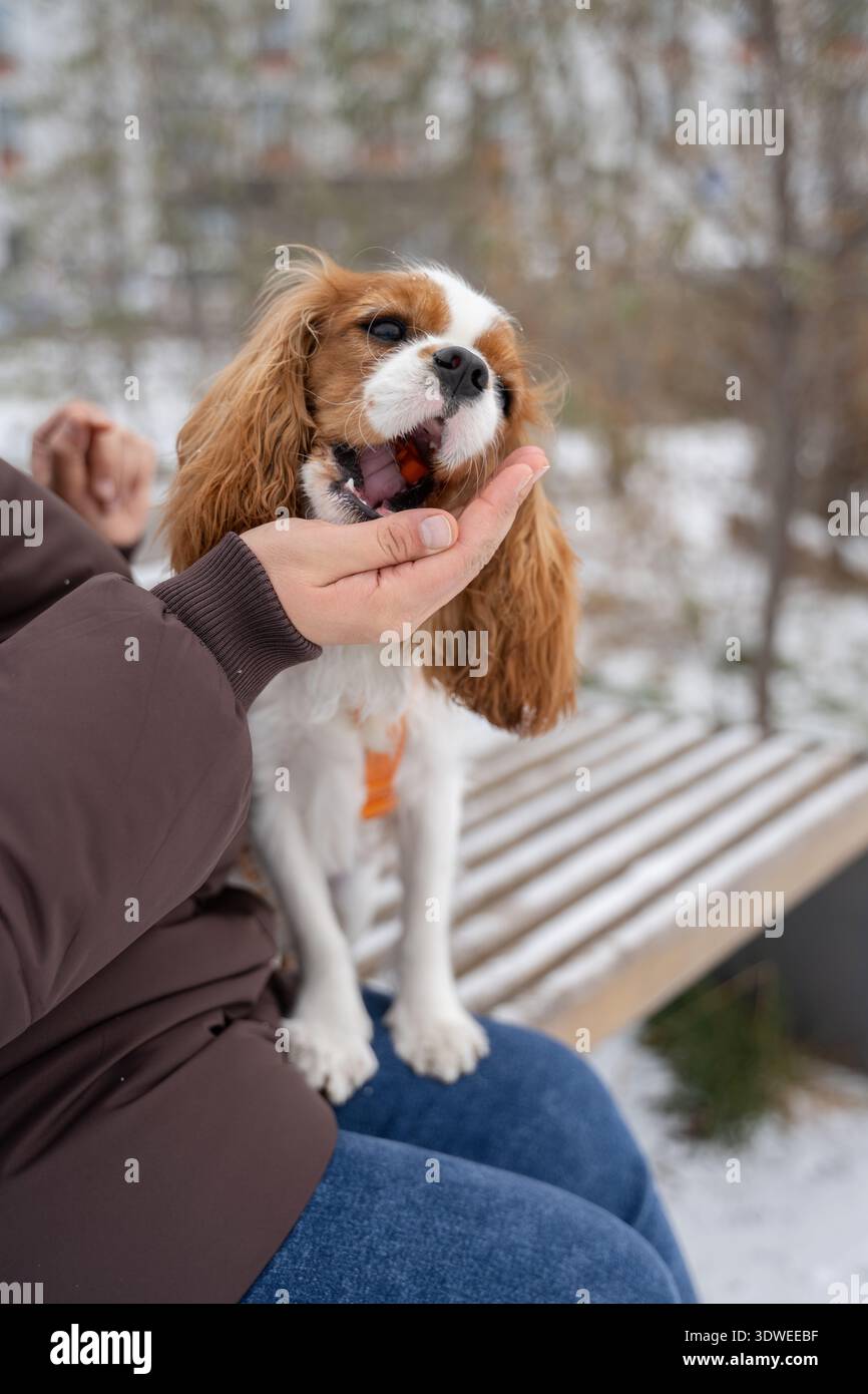 Eine Frau genießt einen Wintertag mit ihrem Kavalier King Charles Spaniel, der auf einer verschneiten Bank sitzt. Der kleine Hund interagiert spielerisch und fängt den Krieg ein Stockfoto