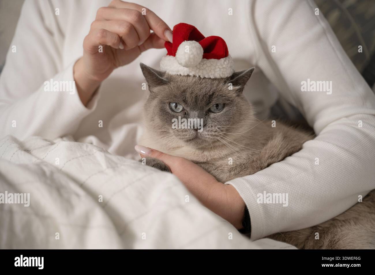 Eine flauschige Katze trägt einen roten Weihnachtsmann-Hut, während sie von einer Person kuschelt. Die Umgebung ist ein gemütliches Bett, das eine warme, festliche Atmosphäre schafft, die perfekt für den Urlaub ist Stockfoto