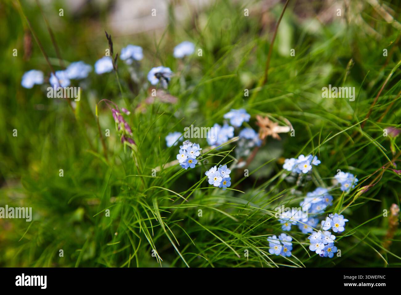 Blaue Blumen in Einer natürlichen Umgebung, wunderschön in Greina, Schweiz. Stockfoto