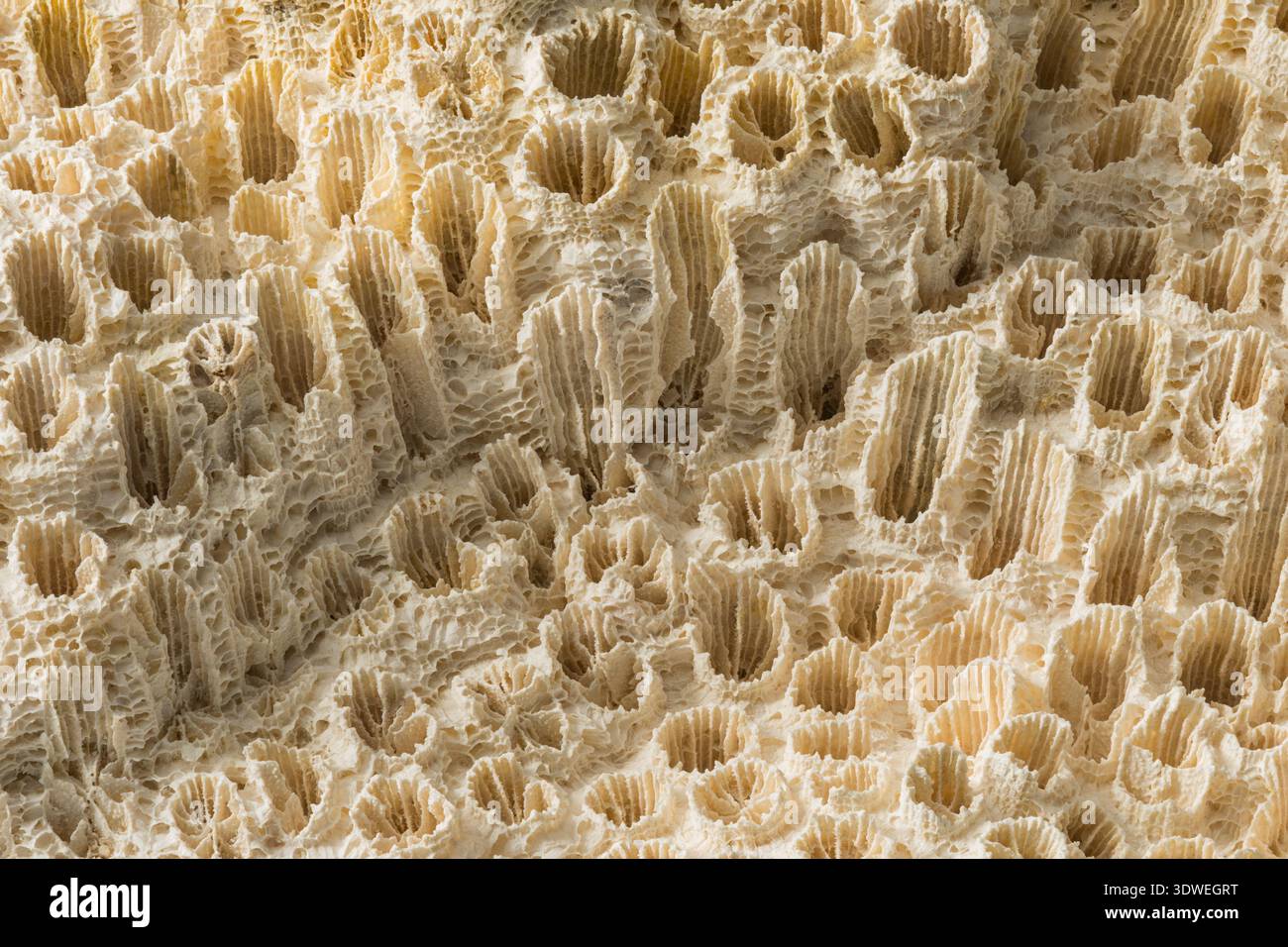 Makrofoto mit Blick auf ein Stück fossiler Koralle Stockfoto
