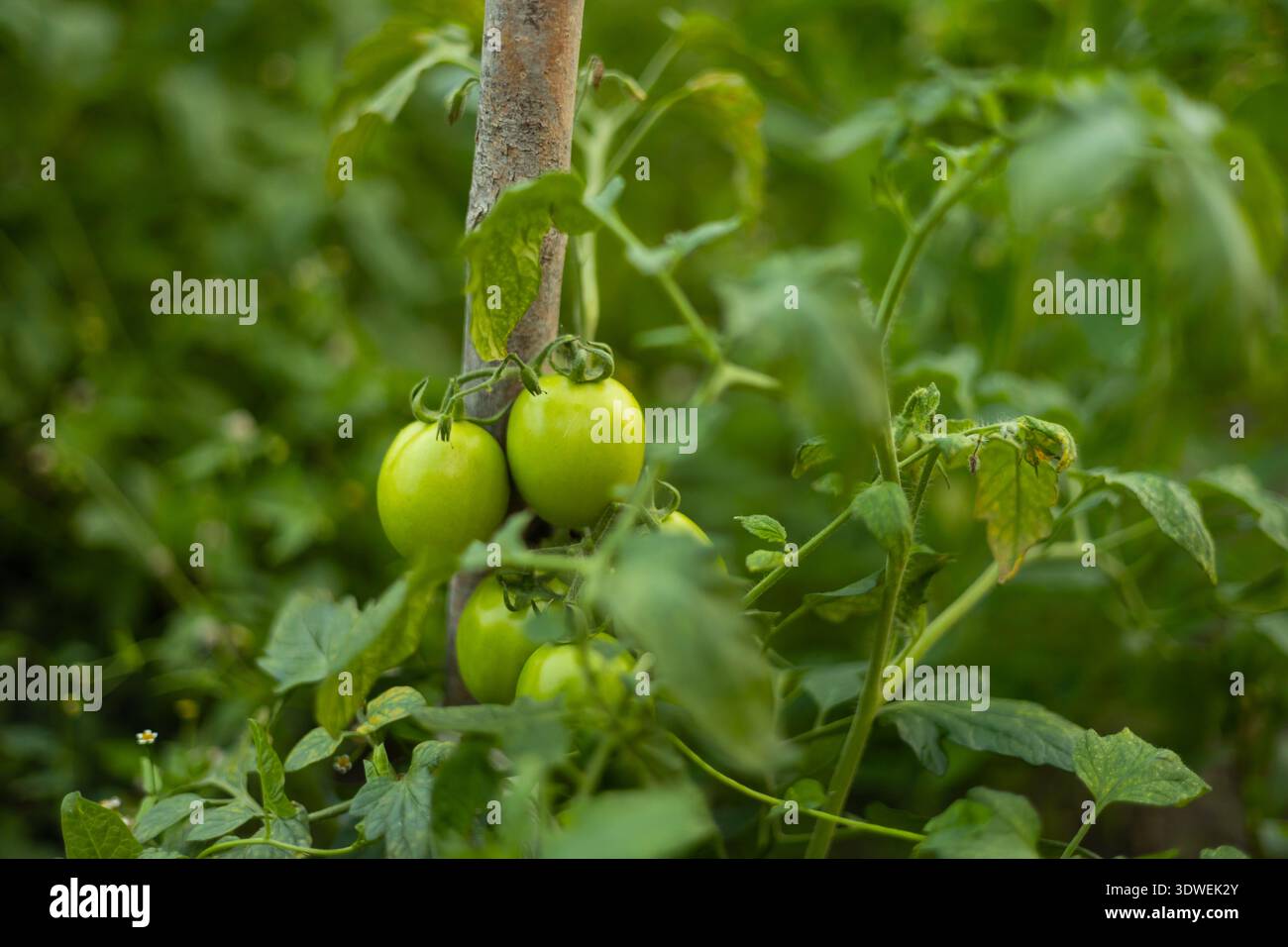 Eine Gruppe grüner Tomaten wächst auf einer lebendigen, belaubten Pflanze in einem Bio-Garten. Die Tomaten sind unreif, was das Versprechen eines saisonalen Harves widerspiegelt Stockfoto