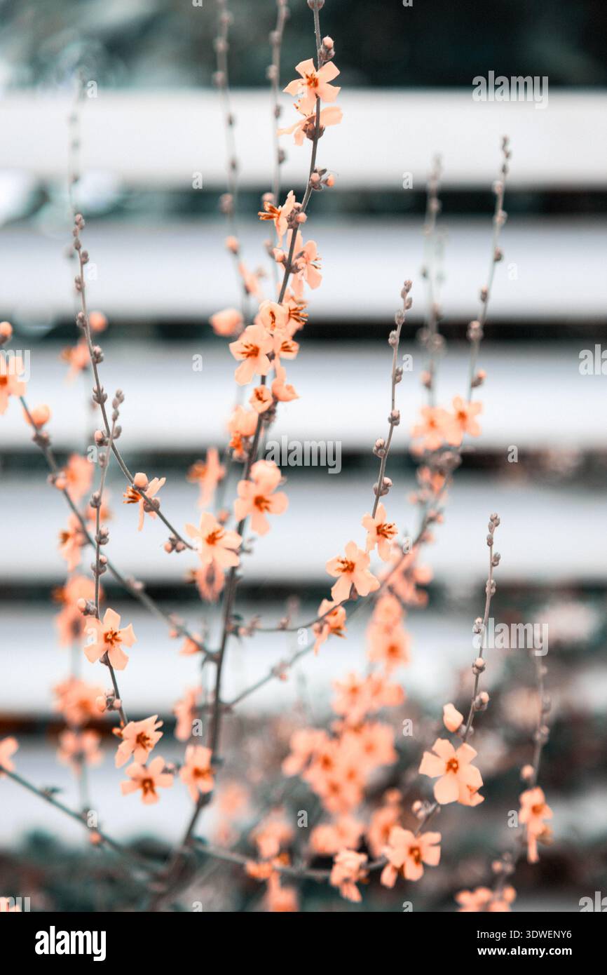 Eine Nahaufnahme der zarten Pfirsichblüten auf schlanken Ästen vor einem sanft verschwommenen Hintergrund. Das Bild fängt die sanfte Eleganz ein Stockfoto
