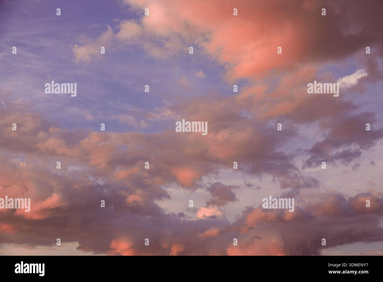 Ein atemberaubender Abendhimmel zeigt flauschige rosa Wolken, die über eine ruhige blaue Kulisse verstreut sind. Die sanften Farbtöne schaffen eine ruhige und traumhafte Atmosphäre, per Stockfoto