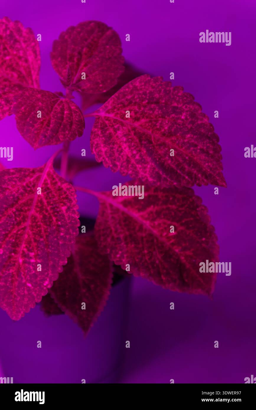 Die hellrosa Beleuchtung beleuchtet eine coleus Pflanze und hebt ihre leuchtenden Blätter hervor. Die heimische Pflanze sitzt in einem einfachen Topf und schafft einen auffälligen botani Stockfoto