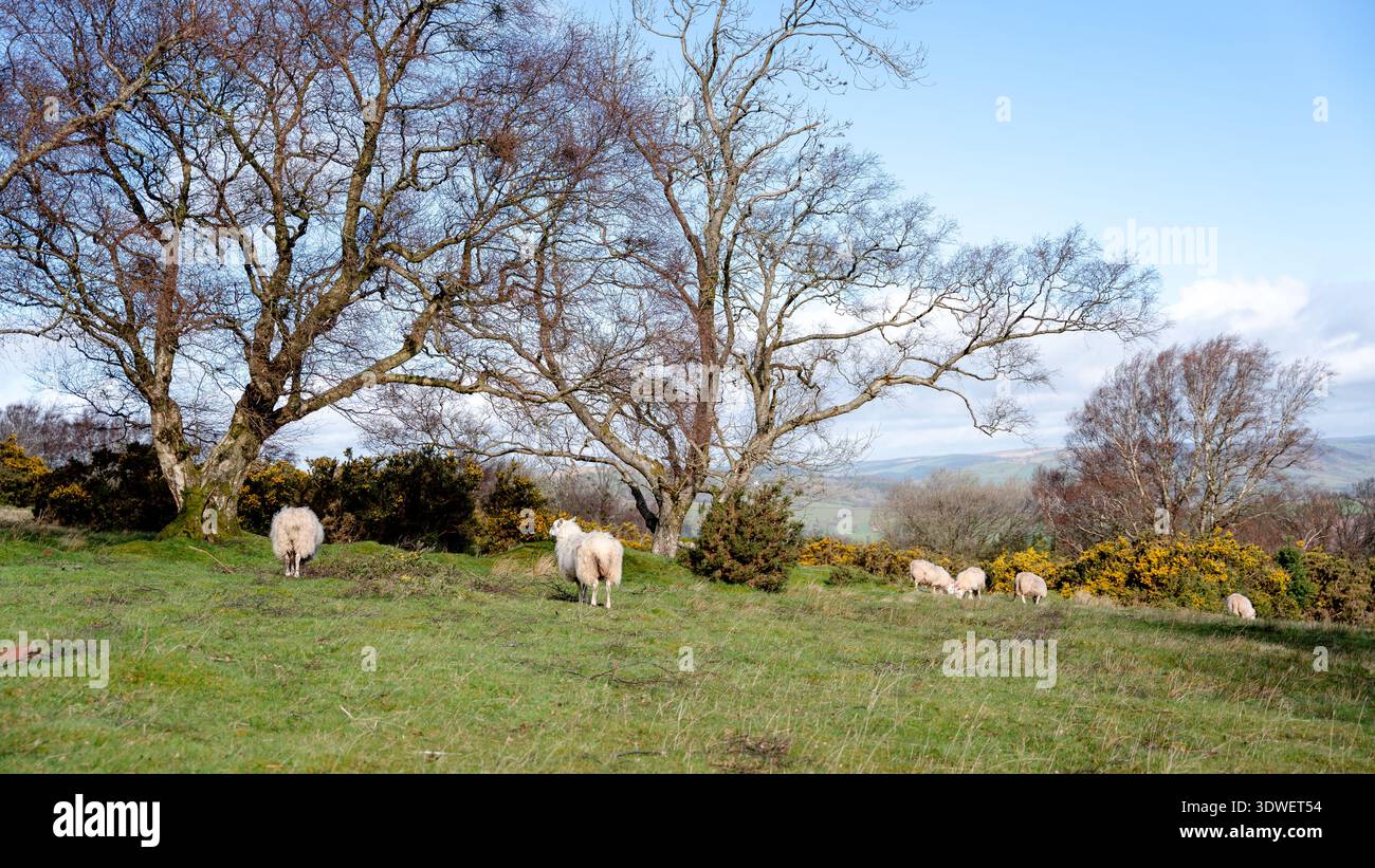 Schafe bewegen sich frei auf einer üppigen grünen Wiese im Brecon Beacons National Park, Wales, umgeben von knorrigen Bäumen und leuchtendem Gelbginster unter einem hellen B Stockfoto