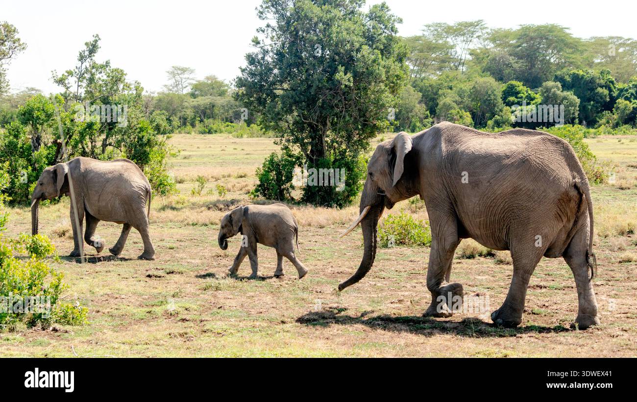 Eine Elefantenfamilie schlendert durch die Savanne im kenianischen Pejeta Conservancy und zeigt die reiche Artenvielfalt und die majestätische Tierwelt in Th Stockfoto
