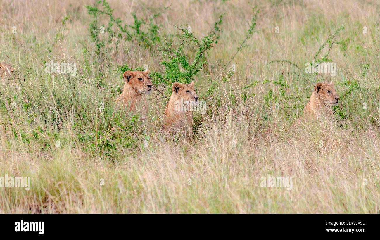 Eine Gruppe junger Löwen ruht in den hohen Gräsern der Serengeti und fügt sich nahtlos in die natürliche Umgebung ein. Ihre entspannte Haltung strahlt eine se aus Stockfoto