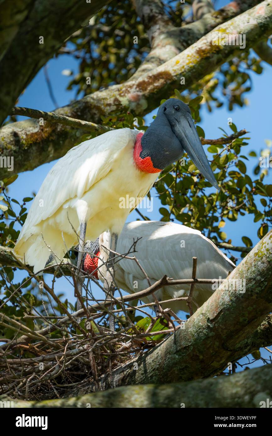 Zwei majestätische Jabiru-Störche, wissenschaftlich bekannt als Jabiru-Mycteria, sitzen anmutig auf einem Baum in Casanare, Kolumbien, und zeigen ihr pulsierendes Plumag Stockfoto