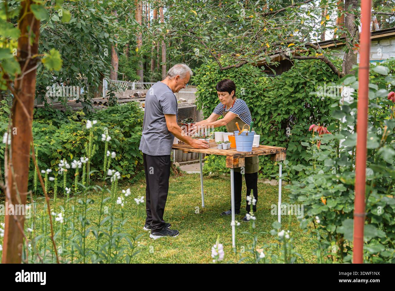 Ein Paar mittleren Alters pflanzt Pflanzen in einem üppigen Garten und konzentriert sich auf die Wiederbepflanzung afrikanischer Veilchen. Das lebhafte Grün und die bunten Blumen schaffen es Stockfoto