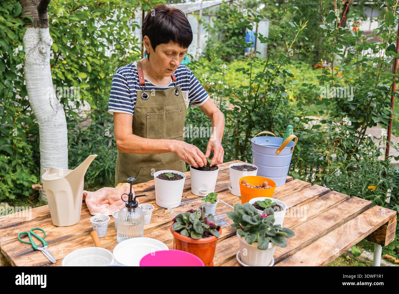 Eine Frau mittleren Alters in einer Schürze pflanzt afrikanische Veilchen vorsichtig in Töpfe auf einem Holztisch um. Die Szene fängt das Wesen der Gartenarbeit mit ein Stockfoto