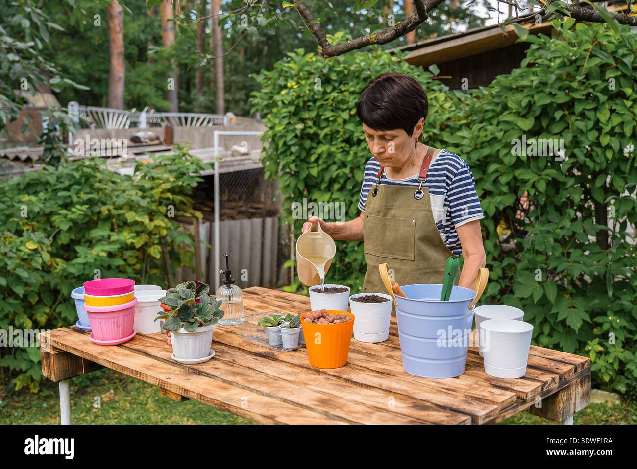 Eine Frau mittleren Alters konzentriert sich darauf, afrikanische Veilchen auf einem Holztisch in bunte Töpfe umzupflanzen. Sie pflegt sorgfältig die Zimmerpflanzen in einem Outdoor-G Stockfoto