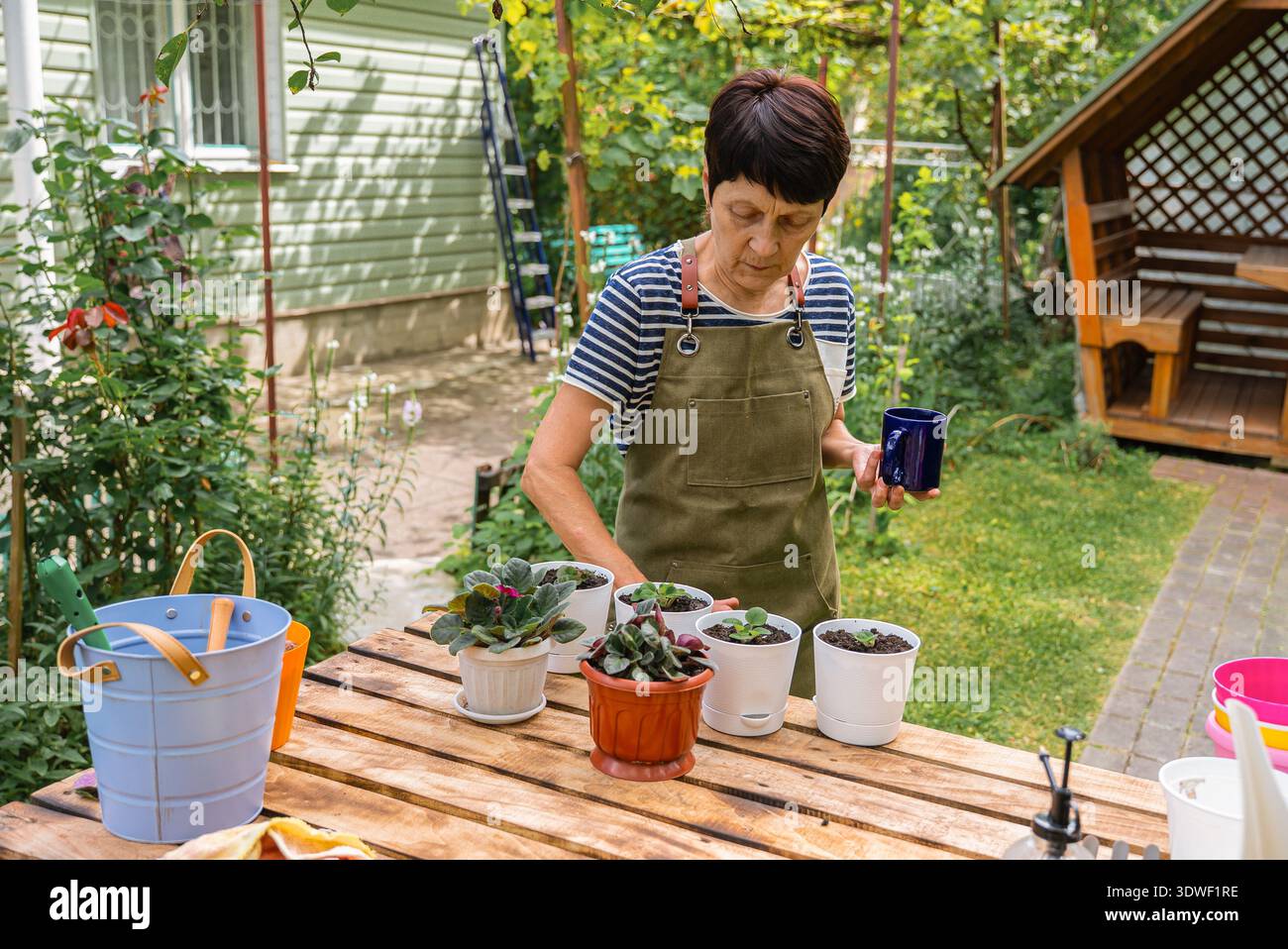 Eine Frau mittleren Alters pflanzt Pflanzen auf einem Holztisch und pflanzt leuchtende Veilchen in einen sonnigen Garten. Sie konzentriert sich auf die Pflege ihrer Zimmerpflanzen Stockfoto
