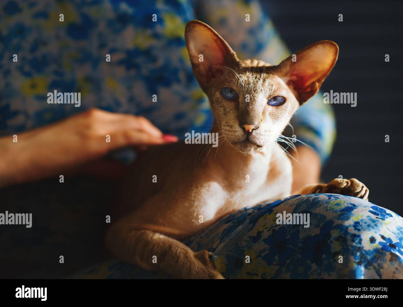 Eine Frau sitzt bequem zu Hause, während ihre Sphynx-Katze auf ihrem Schoß liegt. Das Ambiente strahlt Wärme und Mitgefühl aus und fängt die Verbindung zwischen Haustier A ein Stockfoto