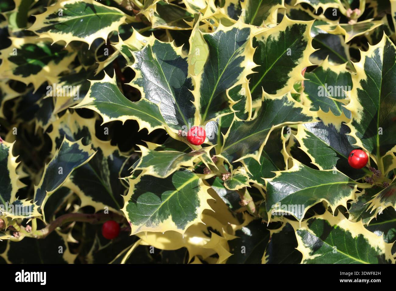 Ilex aquifolium 'Argentea marginata'. Vollformatgruppe aus dunkelgrünen, vielseitig gewellten stechpalmenblättern mit einer Beere vorne. Stockfoto