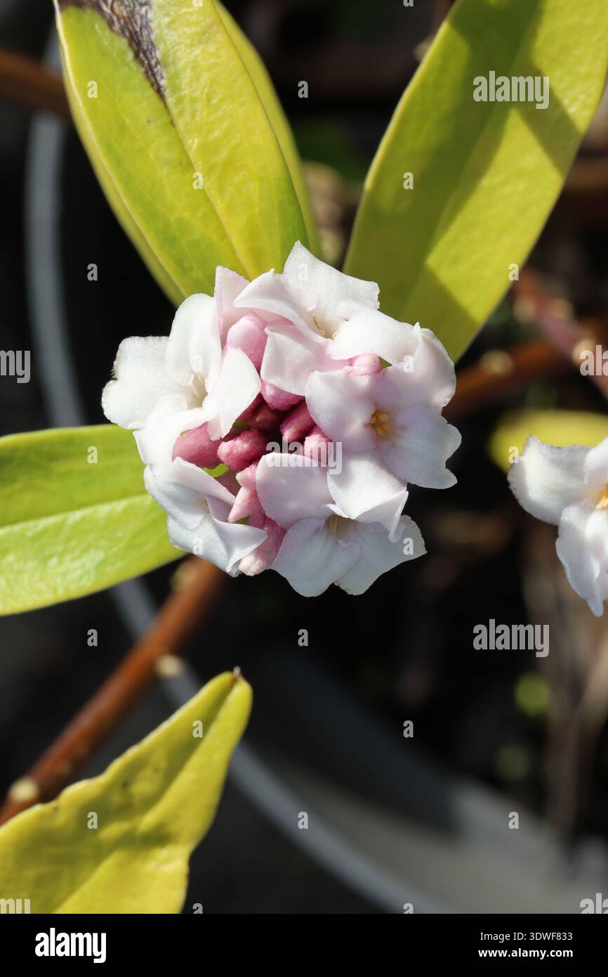 Daphne Parfüm Princess ('Dapjur01'). Stark duftende Endblumen aus zarten blassrosa Winterblumen. Stockfoto