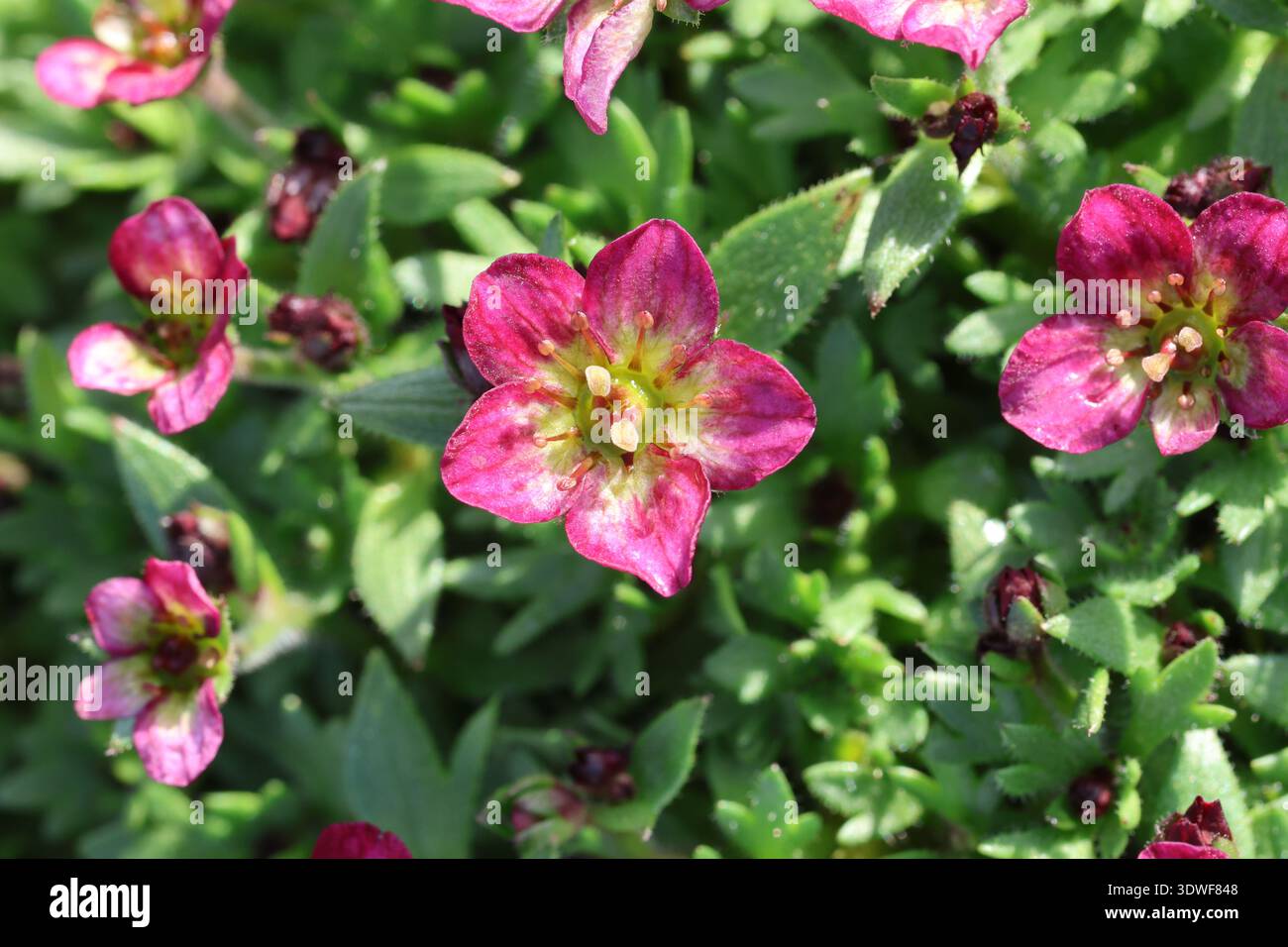 Saxifraga Alpino Pink ('Saxz0012'PBR) (x _arendsii_). Einzelaufnahme einer rosa und gelben Saxofon-Blume. Stockfoto