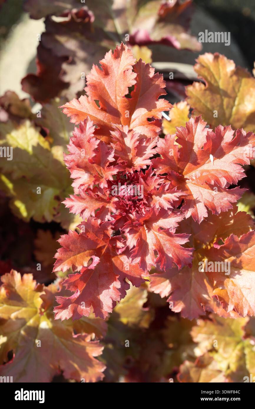 Heuchera Cherryberry ('Ifhecheb') (Indian Summer Series) Frühlingslaub in Orange- und Rottönen bei Sonnenschein. Stockfoto