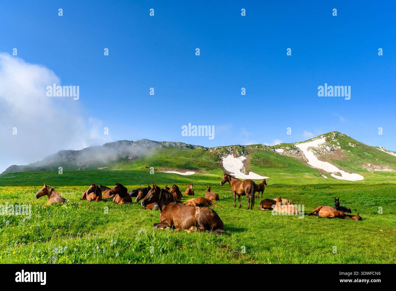 Pferde in den Alpenbergen. Wunderschöne Landschaft mit Bergen, grünen Wiesen im Frühling. Stockfoto