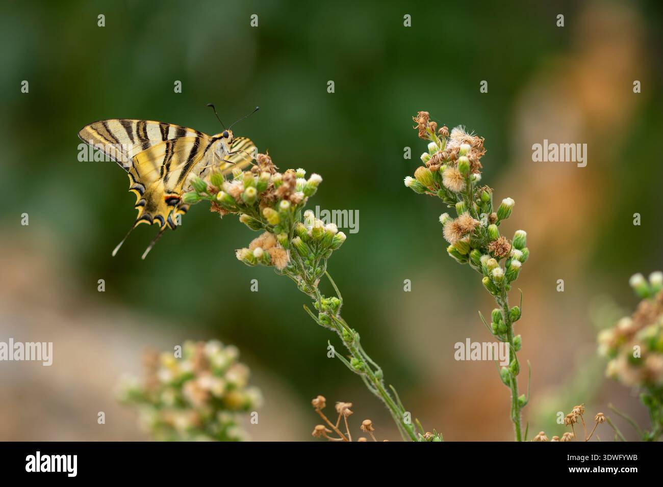 Ein Schwalbenschwanzfalter, Iphiclides feisthamelii, thront zart auf Wildblumen und zeigt seine leuchtenden Farben vor einem natürlichen grünen Hintergrund Stockfoto